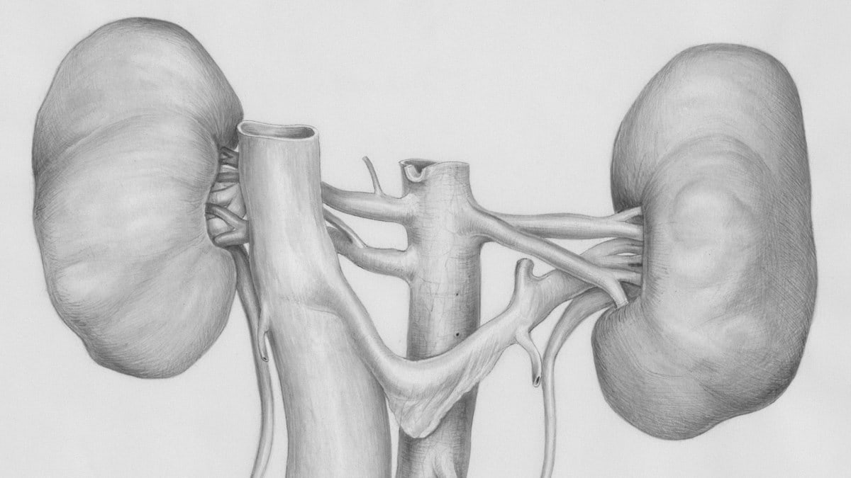 Title: Kidneys Creator: Tinkelenberg, J Date: 1958-06-28 Providing institution: Universitaire Bibliotheken Leiden Aggregator: Dutch Collections for Europe Providing Country: Netherlands Public Domain Kidneys by Tinkelenberg, J - Leiden University Libraries, Netherlands - Public Domain. https://www.europeana.eu/item/744/item_3463115